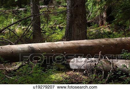 Stock Photo - Close-up of fallen logs in a forest. Fotosearch