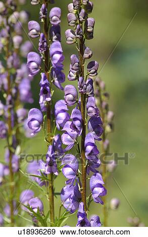 Close-up of flowering plants View Large Photo Image Stock Photo - Close-up of flowering plants. Fotosearch