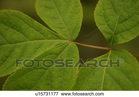 Stock Photo - Close-up of green fleshy leaves. Fotosearch