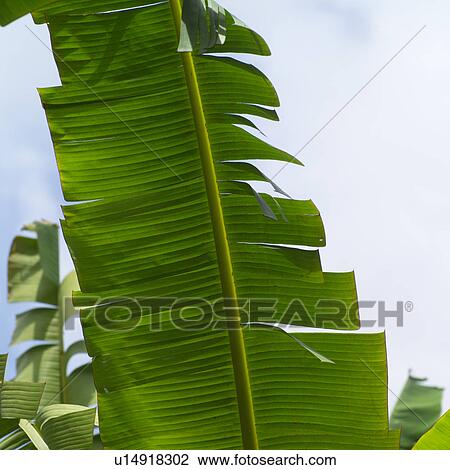 Close Up of Green Large Leaves View Large Photo Image Stock Image - Close Up of Green Large Leaves. Fotosearch