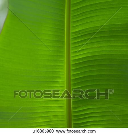 Close up of Green Leaf View Large Photo Image Stock Image - Close up of Green Leaf. Fotosearch