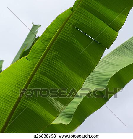Close Up of Large Leaves View Large Photo Image Stock Image - Close Up of Large Leaves. Fotosearch