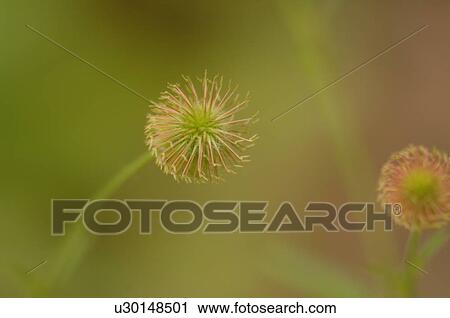 Close-up of wildflower View Large Photo Image Stock Image - Close-up of wildflower. Fotosearch