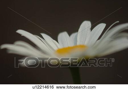 Stock Photograph - Closeup of a daisy. Fotosearch