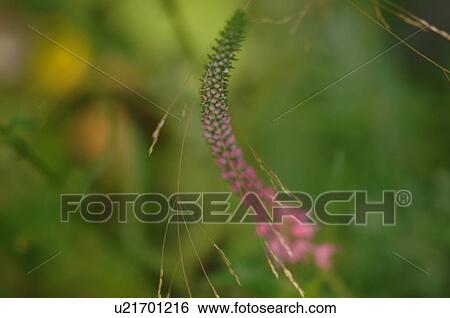 Stock Photograph - Closeup of a wildflower. Fotosearch
