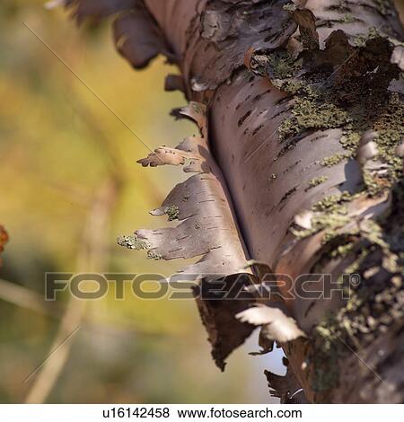 Closeup of Bark peeling off tree trunk View Large Photo Image Stock Photo - Closeup of Bark peeling off tree trunk. Fotosearch