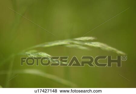 Dense weed growth View Large Photo Image Stock Photo - Dense weed growth. Fotosearch
