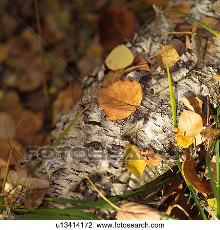Fall Leaves on Log View Large Photo Image Stock Image - Fall Leaves on Log. Fotosearch