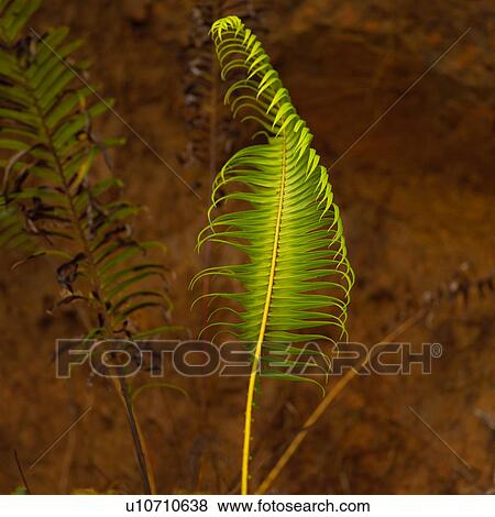 Fern Leaf View Large Photo Image Stock Photo - Fern Leaf. Fotosearch