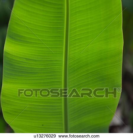 Green Leaf Close Up View Large Photo Image Stock Photo - Green Leaf Close Up. Fotosearch