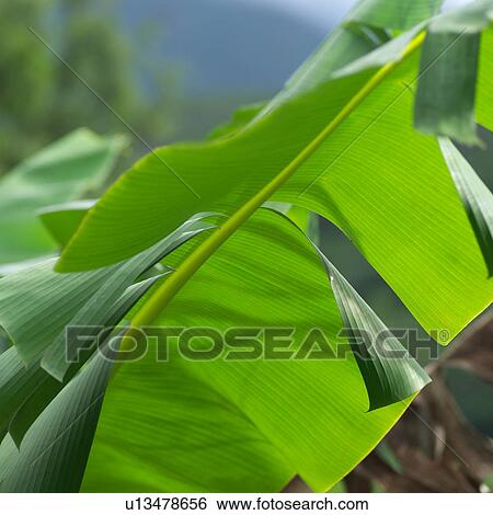 Green Leaf View Large Photo Image Stock Photograph - Green Leaf. Fotosearch