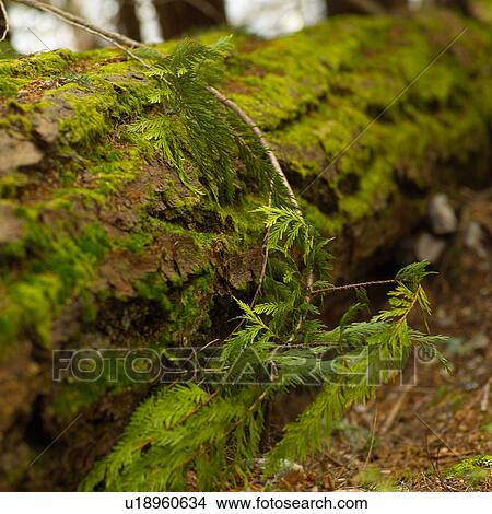 Greenery View Large Photo Image Picture - Greenery. Fotosearch