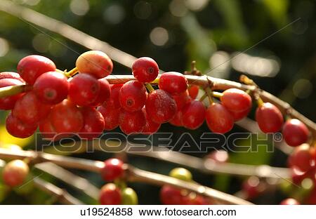 Stock Photo - Kona Coffee. Fotosearch