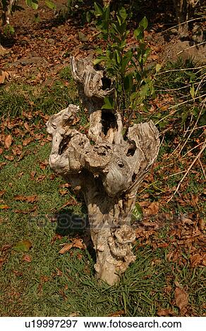 Stock Photo - Kona Coffee. Fotosearch