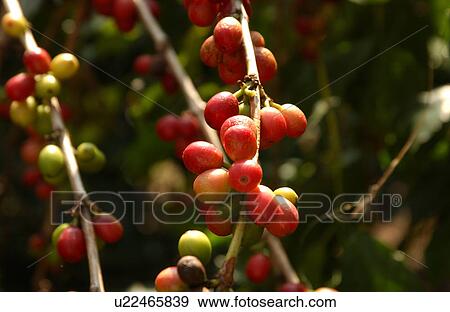 Stock Photo - Kona Coffee. Fotosearch