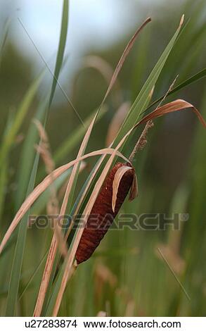 Picture - Lake Photography. Fotosearch