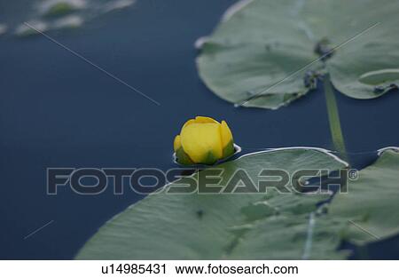 Lake Photography View Large Photo Image Stock Image - Lake Photography. Fotosearch