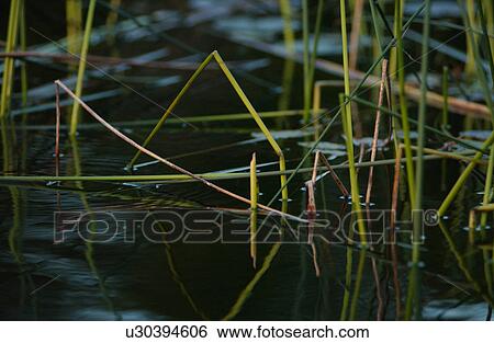 Stock Photograph - Lake Photography. Fotosearch