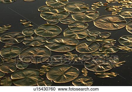 Stock Image - Lilly Pad Pond. Fotosearch