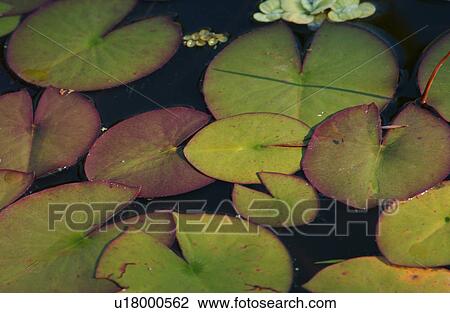 Stock Image - Lillypads. Fotosearch