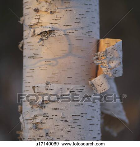 Stock Photo - Peeling Tree Trunk. Fotosearch