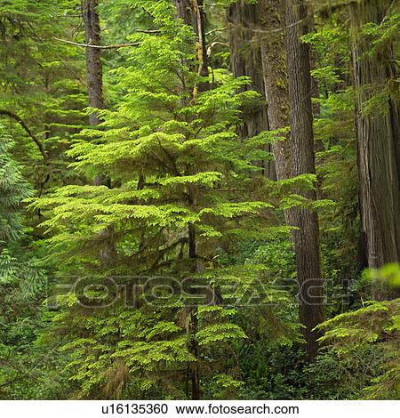 Stock Image - Rain Forest Trail. Fotosearch