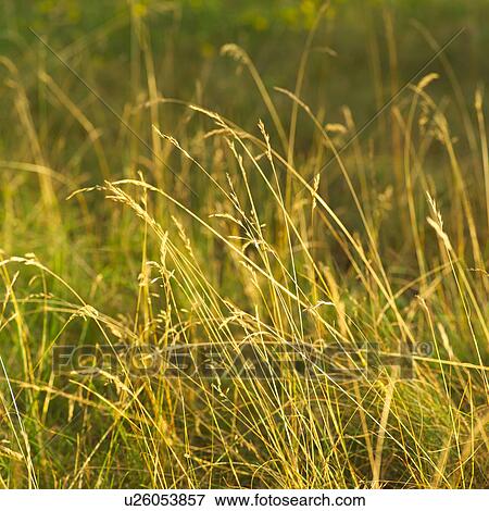 Stock Photo - Tall Grass. Fotosearch