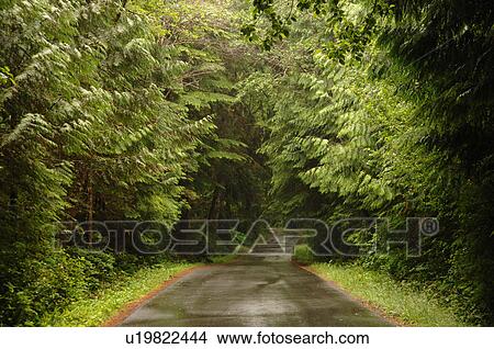 Trees in forest View Large Photo Image Picture - Trees in forest. Fotosearch