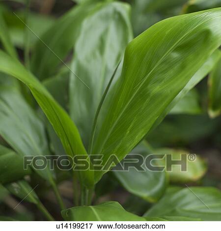 Tropical Landscape View Large Photo Image Stock Photo - Tropical Landscape. Fotosearch