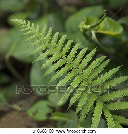 Tropical Plant View Large Photo Image Stock Image - Tropical Plant. Fotosearch