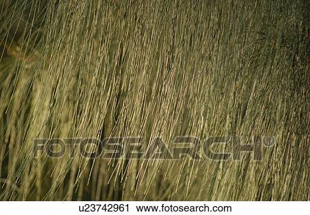 Stock Image - Various Plants and flowers. Fotosearch