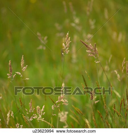 Picture - Vegetation. Fotosearch
