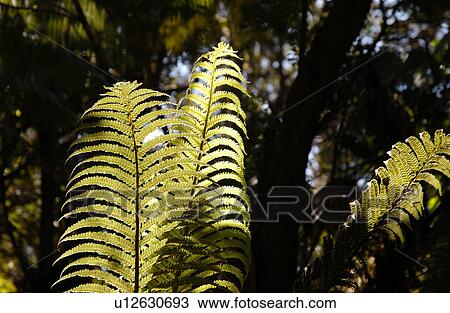Stock Image - Vegetation. Fotosearch
