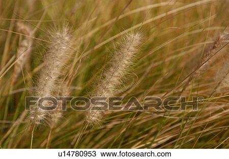 Stock Image - Wildflower. Fotosearch
