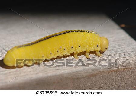 Stock Photograph - Yellow caterpillar. Fotosearch