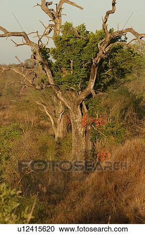 African Landscape View Large Photo Image Stock Image - African Landscape. Fotosearch