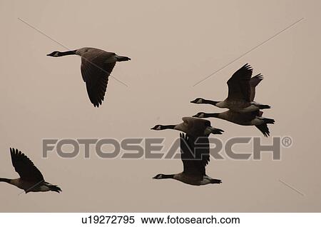 Birds in Flight View Large Photo Image Stock Photography - Birds in Flight. Fotosearch