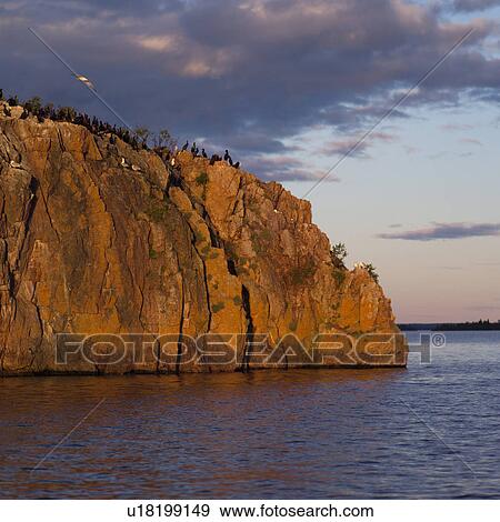 Birds perched on a cliff at Lake of the woods, Ontario, Canada View Large Photo Image Stock Photo - Birds perched on a cliff at Lake of the woods, Ontario, Canada. Fotosearch