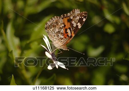 Stock Photography - Close up of a butterfly on a flower. Fotosearch
