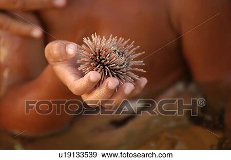 Close-up of a pine cone View Large Photo Image Stock Photo - Close-up of a pine cone. Fotosearch