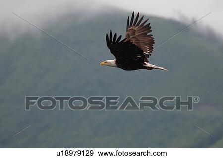 Eagle in flight, Pacific Rim National Park, Vancouver Island, Canada View Large Photo Image Stock Photo - Eagle in flight, Pacific Rim National Park, Vancouver Island, Canada. Fotosearch
