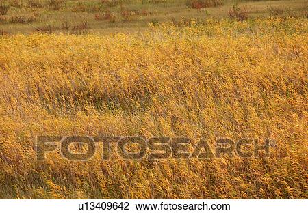 Field Turning to Autumn Colors View Large Photo Image Stock Image - Field Turning to Autumn Colors. Fotosearch