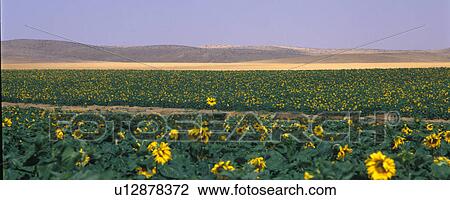 Stock Image - Flower Field. Fotosearch