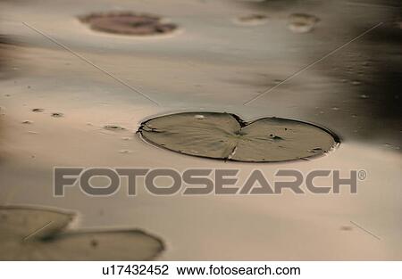 Lillypad View Large Photo Image Stock Image - Lillypad. Fotosearch