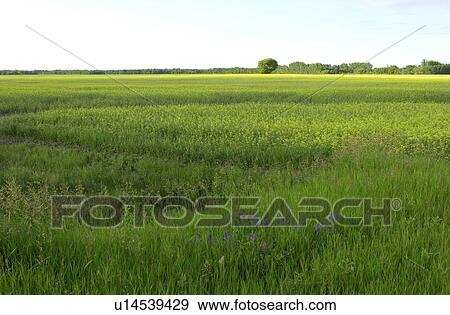 Manitoba Prairie Scenes View Large Photo Image Stock Photo - Manitoba Prairie Scenes. Fotosearch