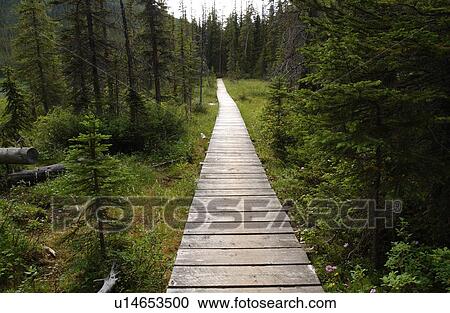 Narrow wooden trail in a forest, Rocky Mountains, Canada View Large Photo Image Stock Image - Narrow wooden trail in a forest, Rocky Mountains, Canada. Fotosearch