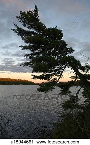 Stock Image - Silhouette of a tree by Lake of the woods, Ontario, Canada. Fotosearch