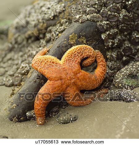 Stock Image - Starfish on side of a rock, Pacific Rim Park, Vancouver Island, Canada. Fotosearch