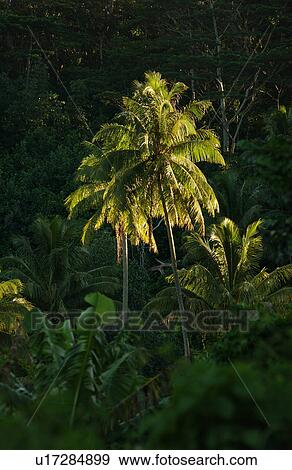 Stock Photo - Trees in a forest, Moorea, Tahiti, French Polynesia, South Pacific. Fotosearch