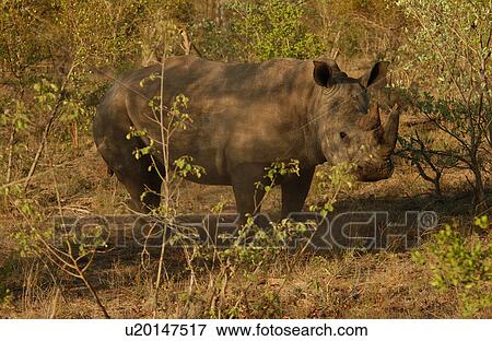 White Rhino View Large Photo Image Stock Photo - White Rhino. Fotosearch
